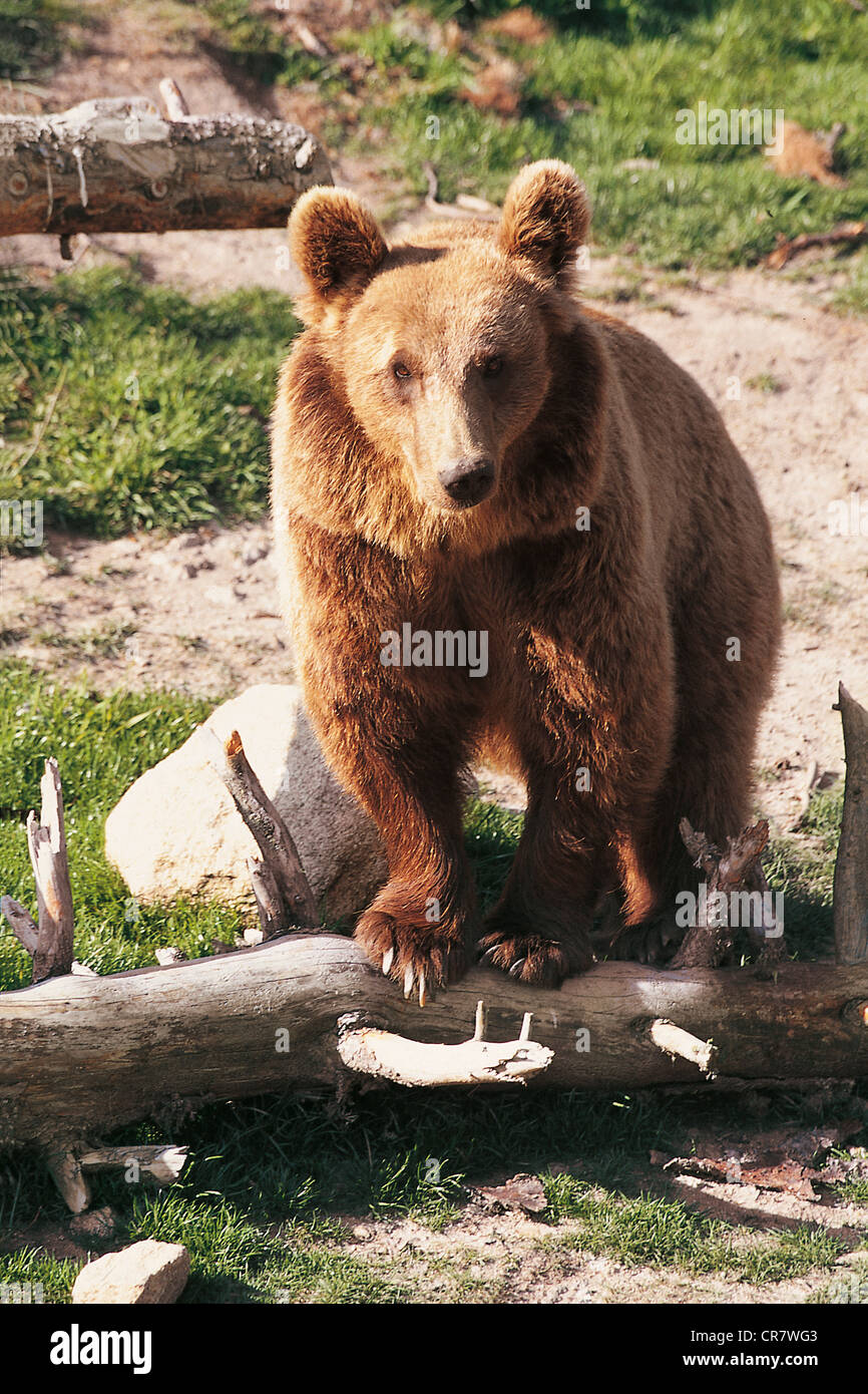 Frankreich, Ariege, Pyrenäen Bären (Ursus Arctos) Stockfoto