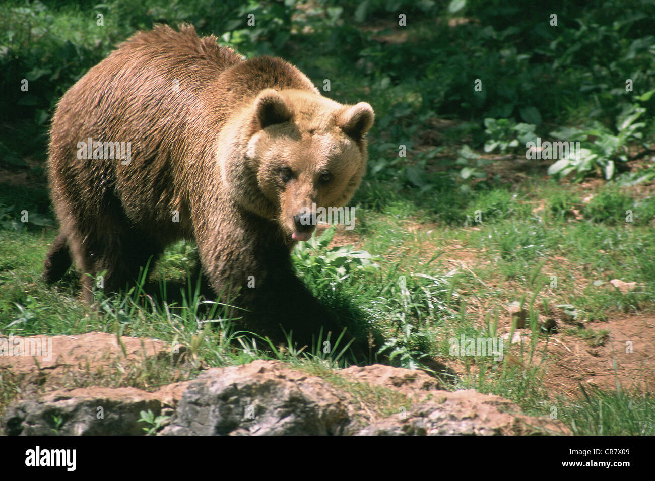Frankreich, Ariege, Pyrenäen braune Bär (Ursus Arctos) Stockfoto