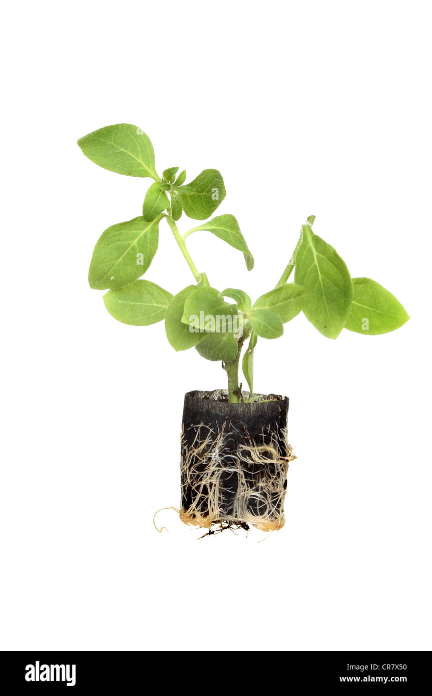 Junger Sämling Stecker Pflanze mit der Entwicklung von Wurzeln isoliert gegen weiß Stockfoto