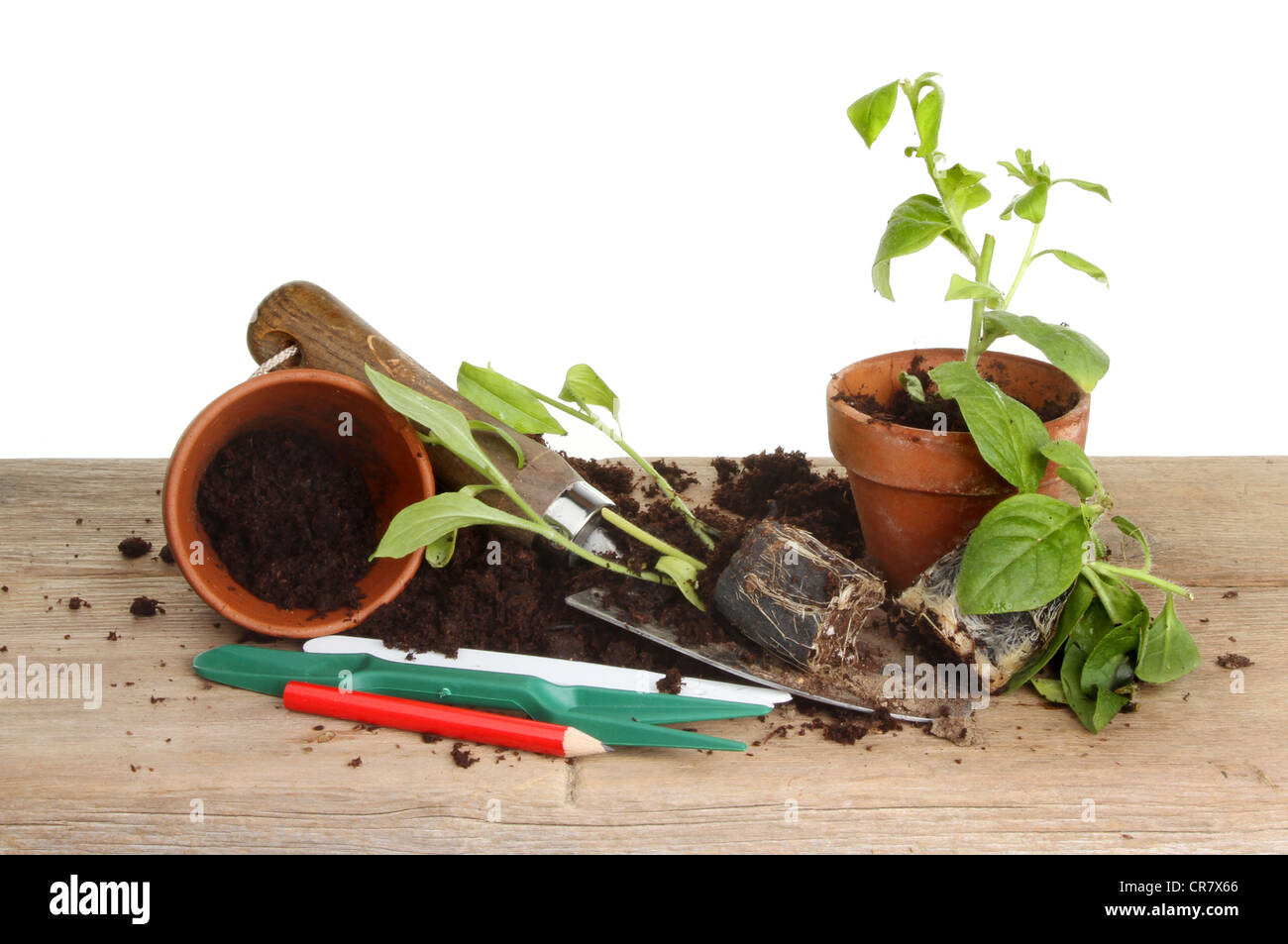 Sämling stecken Sie Pflanzen auf eine Pottingbank mit Kompost, Töpfe und Gartenwerkzeuge Stockfoto