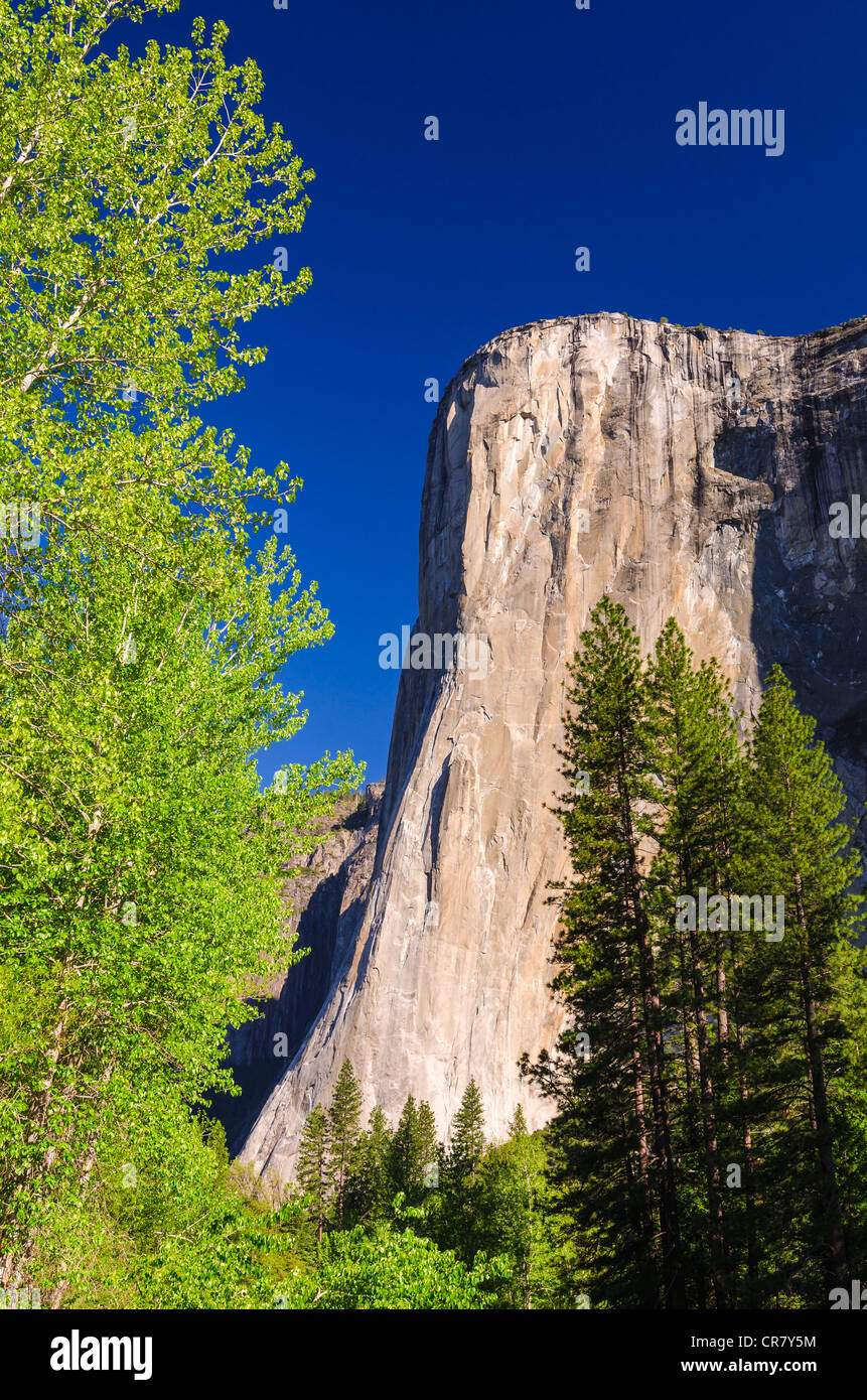 Morgenlicht auf El Capitan, Yosemite-Nationalpark, Kalifornien USA Stockfoto
