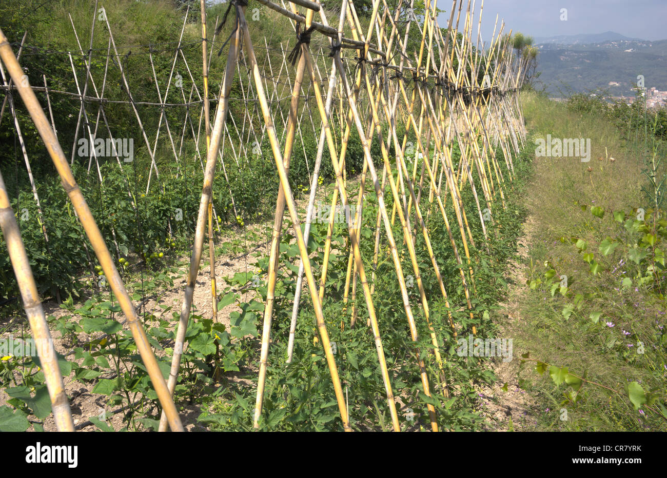Ökologische kleinräumige Landwirtschaft. Traditionelle Methode der Anbau von Tomaten auf Zuckerrohr Guides und Tropfbewässerung. Berge und sma Stockfoto
