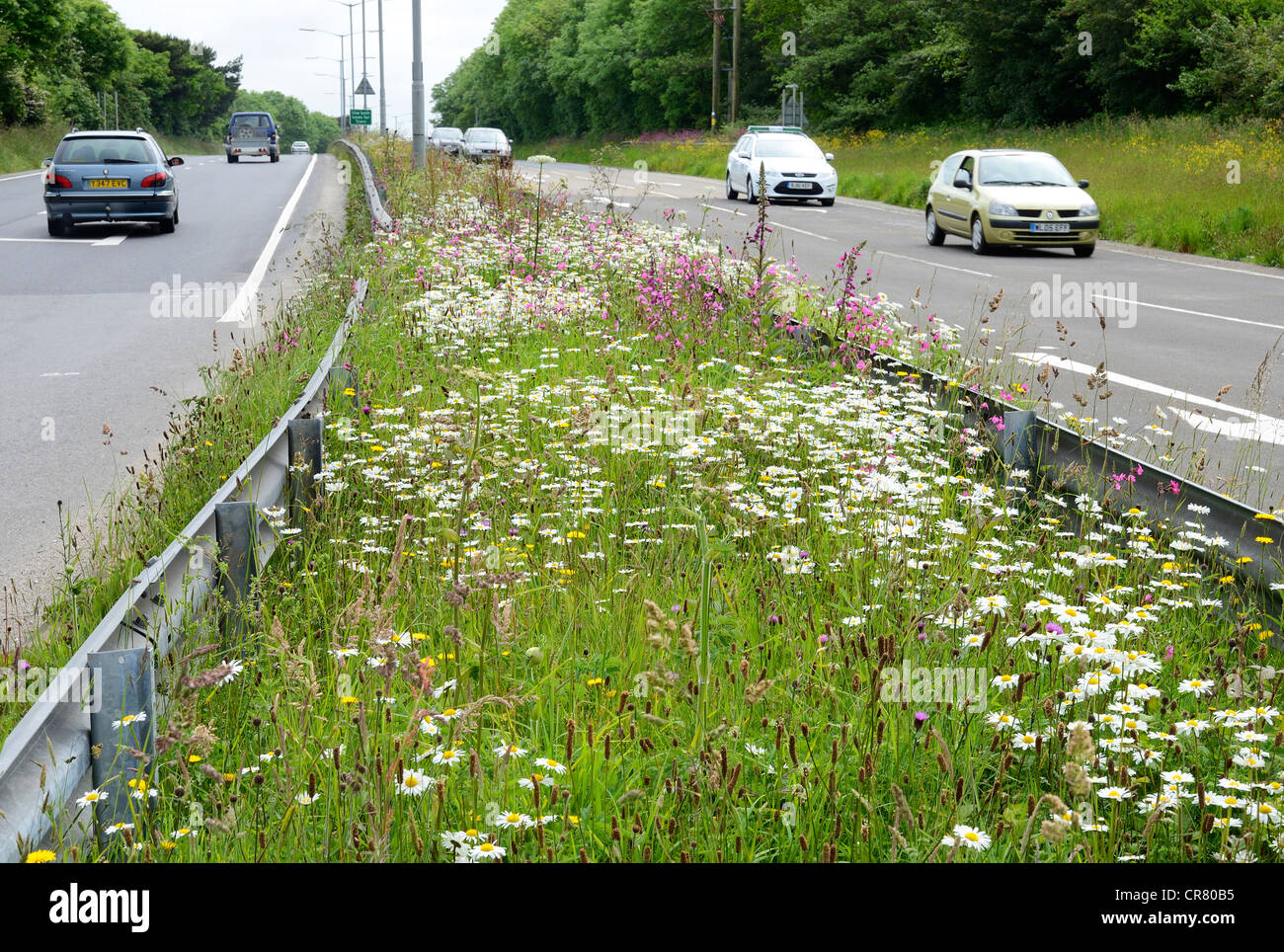 Wilde Blumen wachsen am Straßenrand in der Nähe von Truro in Cornwall, Großbritannien Stockfoto