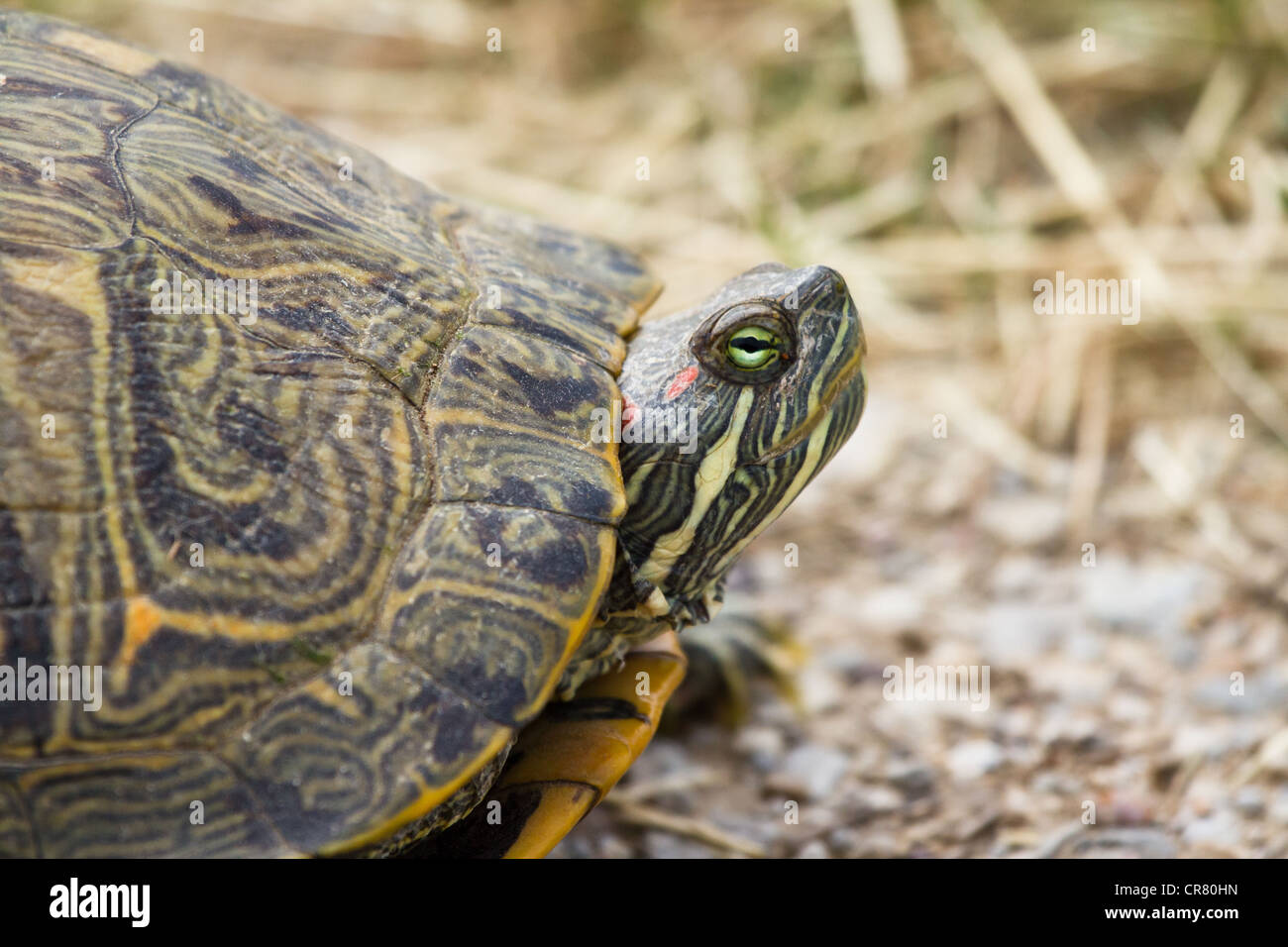 Eine wilde Schildkröte wurde in einem Sumpf in Arlington, TX Richtung. Stockfoto