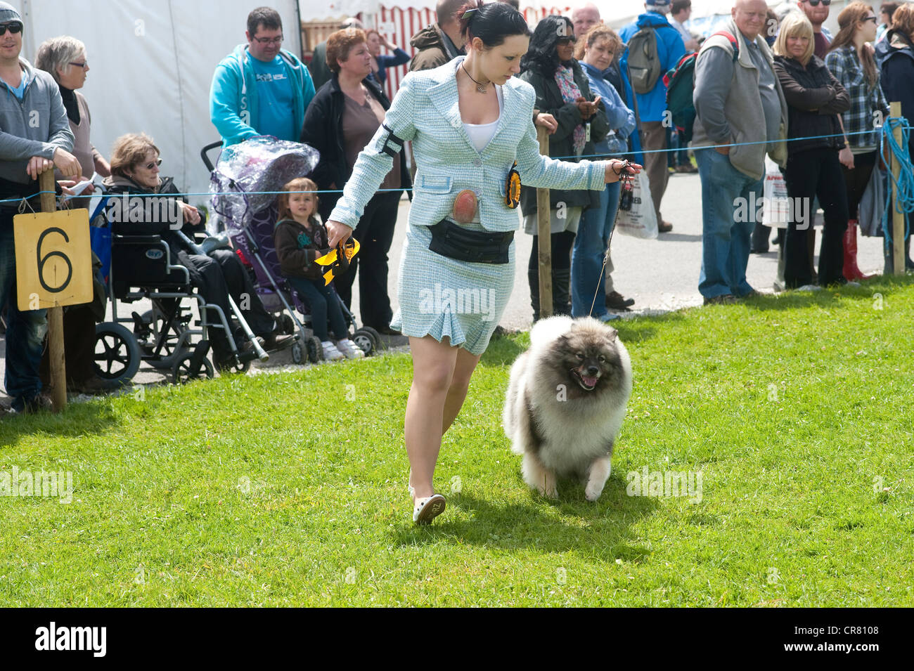 Cornwall England UK - Royal Cornwall Show 2012 - Hundeausstellung, Besitzer mit einem Spitz. Stockfoto