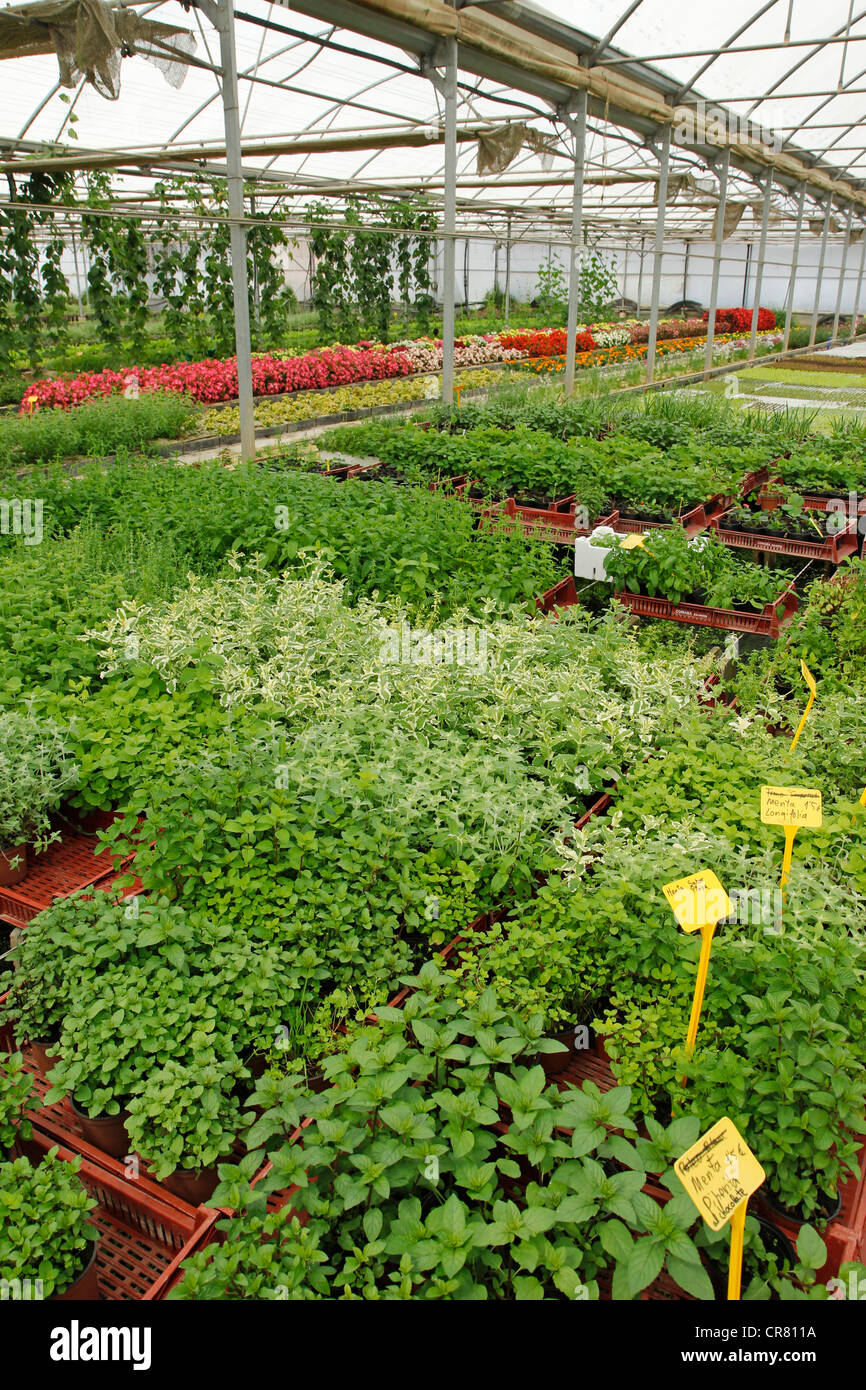 Herstellung von medizinischen Pflanzen in einem Gewächshaus, Balaguer, Lleida, Katalonien, Spanien Stockfoto