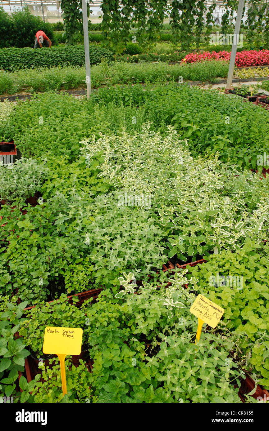 Herstellung von medizinischen Pflanzen in einem Gewächshaus, Balaguer, Lleida, Katalonien, Spanien Stockfoto