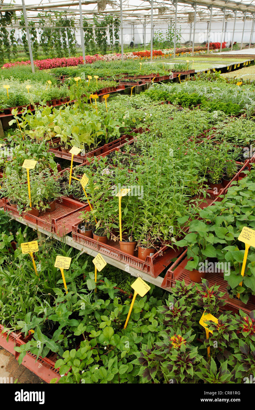 Herstellung von medizinischen Pflanzen in einem Gewächshaus, Balaguer, Lleida, Katalonien, Spanien Stockfoto