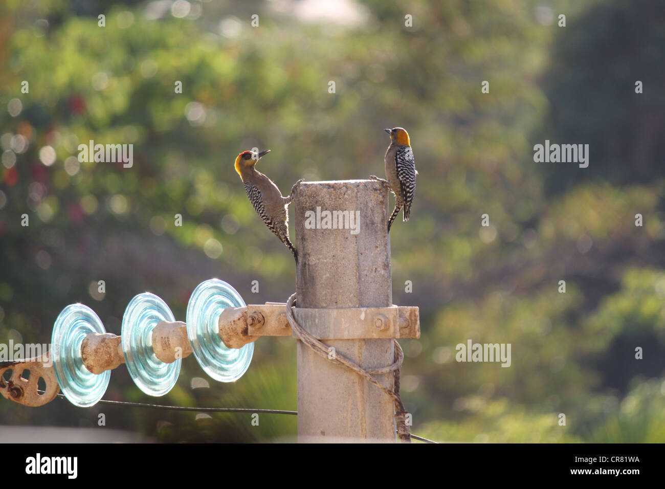 Golden ist Specht am Telegraphenmast in Mexiko sitzen Stockfoto