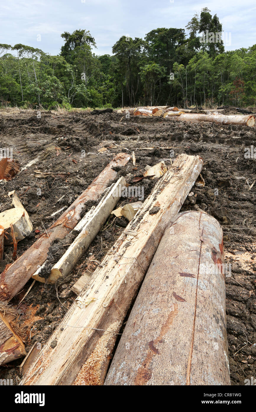 gefällte Stämme in einem Clearing-Gebiet, Provinz Madang, Papua Neuguinea Stockfoto