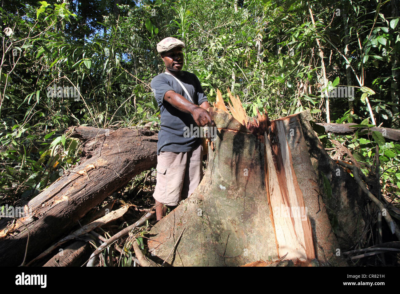 Holzfäller in einer Lichtung des Log-Bereichs, Provinz Madang, Papua Neuguinea Stockfoto