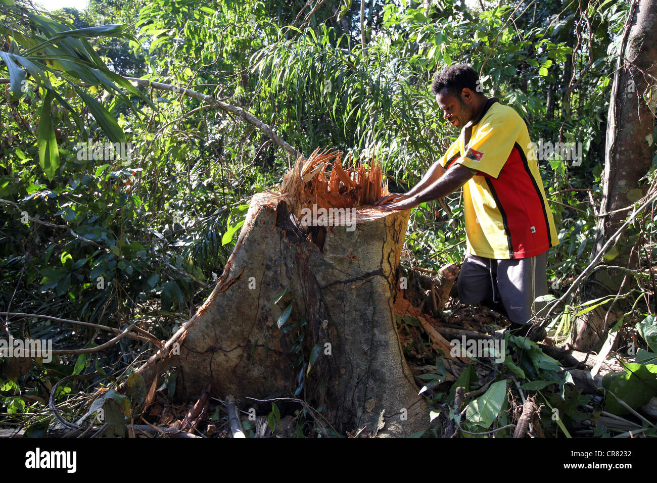 Holzfäller in einer Lichtung des Log-Bereichs, Provinz Madang, Papua Neuguinea Stockfoto