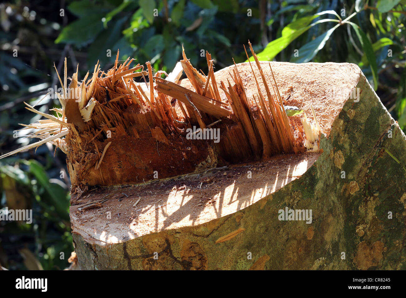 Entwaldung, stumpf eines gefällten Baumes in einem Protokoll löschen Bereichs, Papua-Neu-Guinea Stockfoto