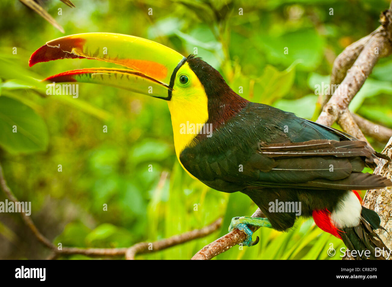 Die Keel-Billed Toucan ist eine Website unter den üppigen Tropenwald der Yucatan Halbinsel, Riviera Maya. Quintana Roo, Mexiko Stockfoto