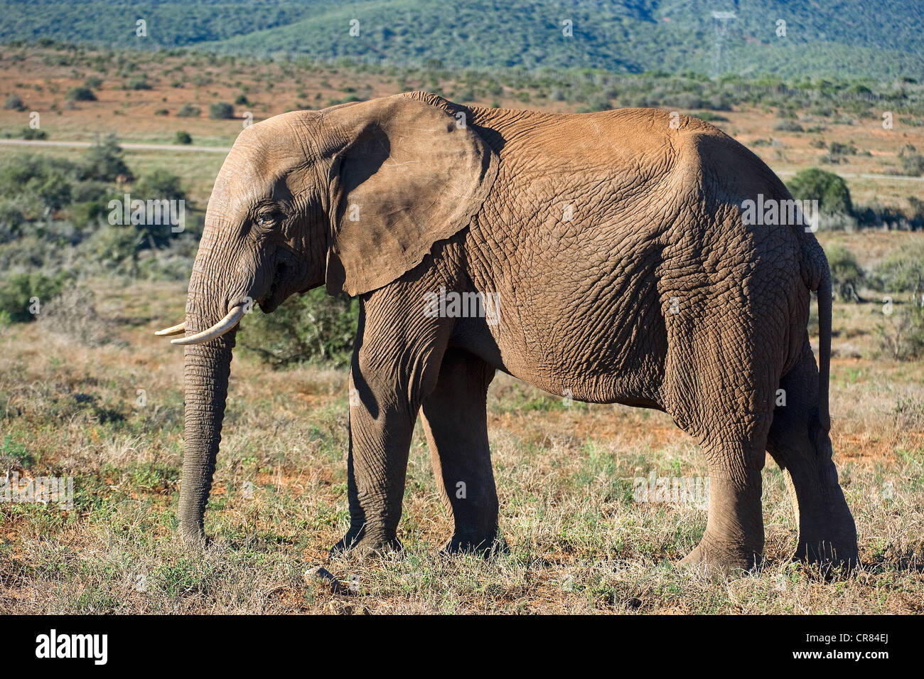 Südafrika, Eastern Cape, Addo Elephant National Park, Elefant Stockfoto