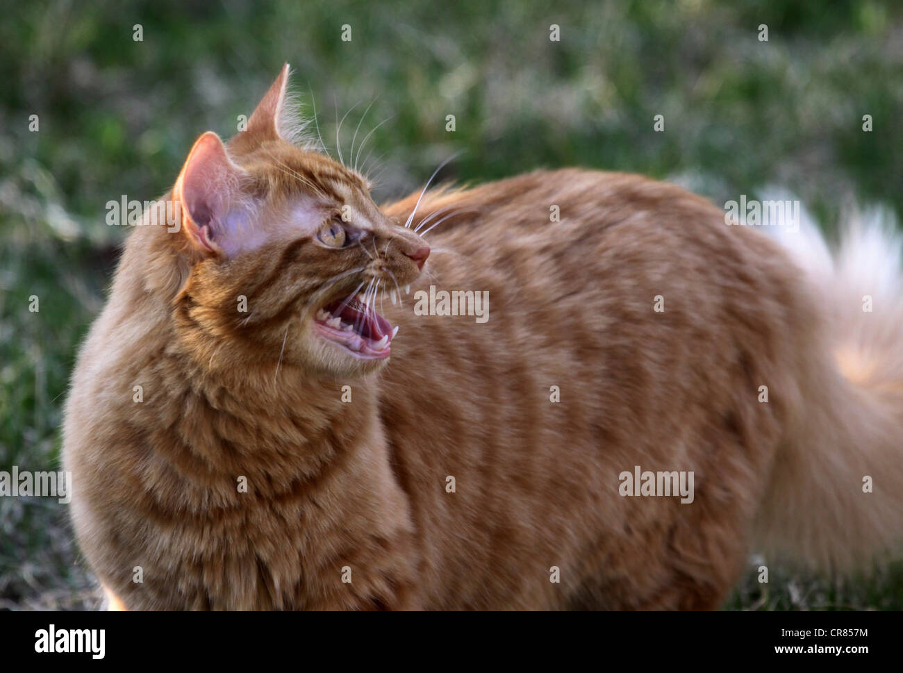 Wütend Kitty Stockfoto