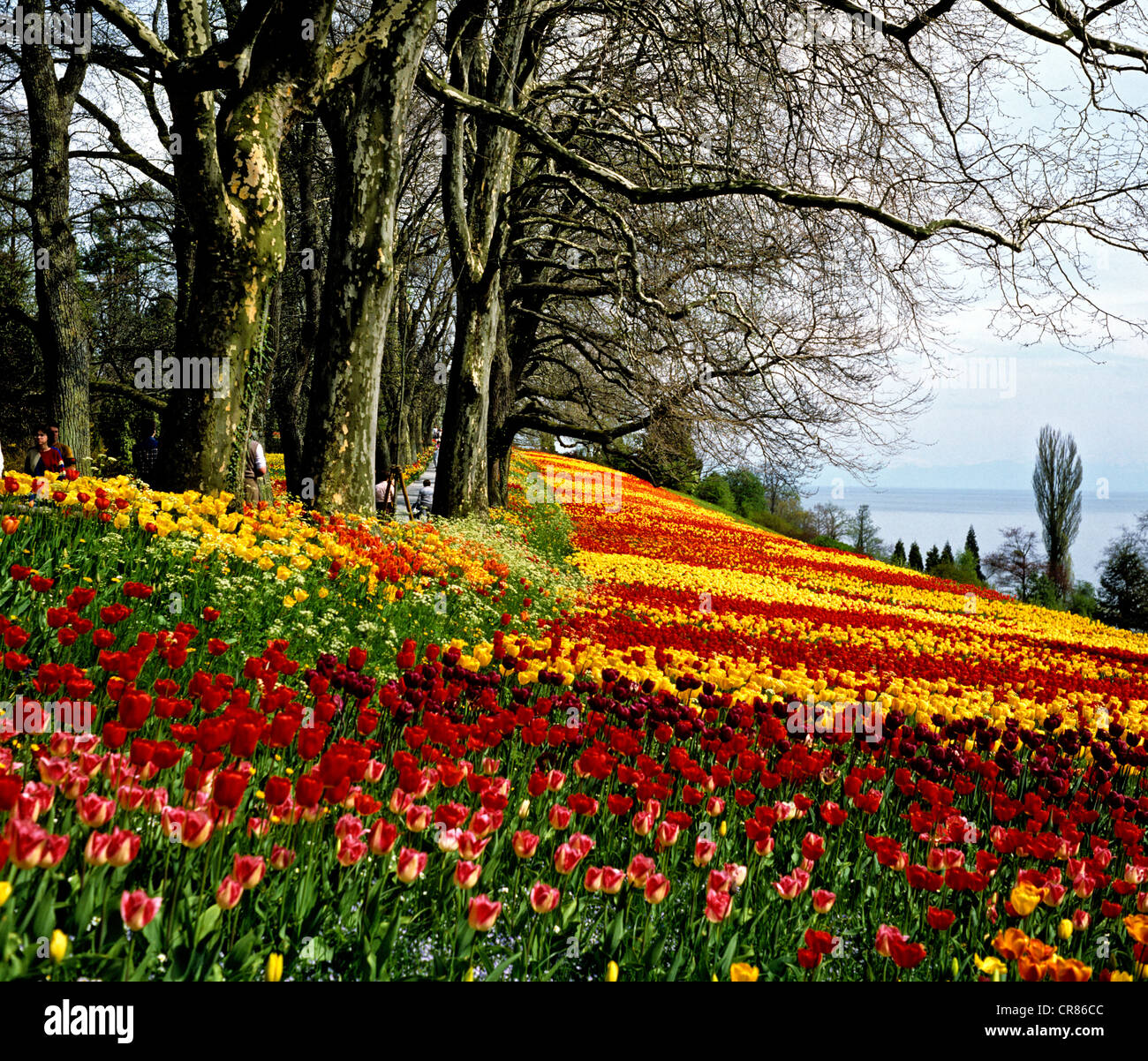 Tulpenfelder im Frühjahr, Park auf der Blumen Insel Mainau am Bodensee