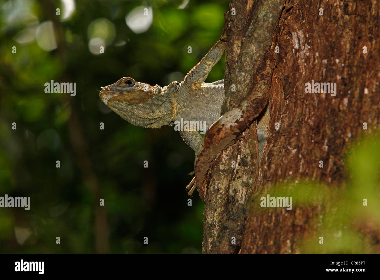 Halsband Iguanid Eidechse, Leguan Kragen oder madagassische Collared Iguana (unterschieden Cuvieri), Ankarafantsika Nationalpark Stockfoto