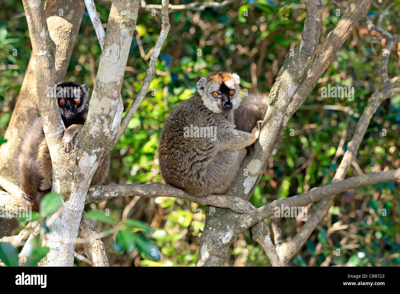 Rot-fronted Lemuren (Lemur Fulvus Rufus), Erwachsene in einem Baum, Berenty Reserve, Madagaskar, Afrika Stockfoto