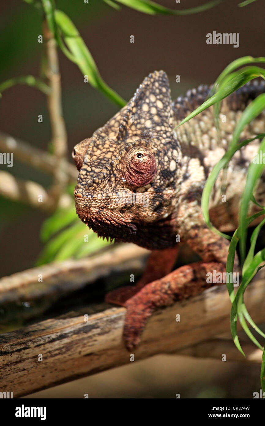 Die Oustalet oder madagassische riesige Chamäleon (Furcifer Oustaleti), Männlich, Porträt, Madagaskar, Afrika Stockfoto