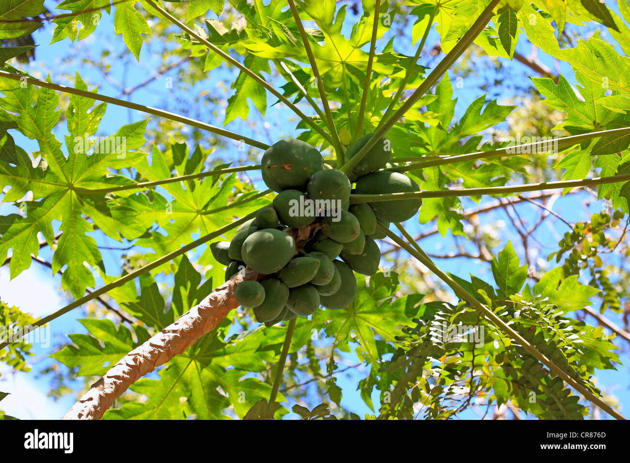 Papaya oder Papaya (Carica Papaya), Obst, Nosy Be, Madagaskar, Afrika Stockfoto