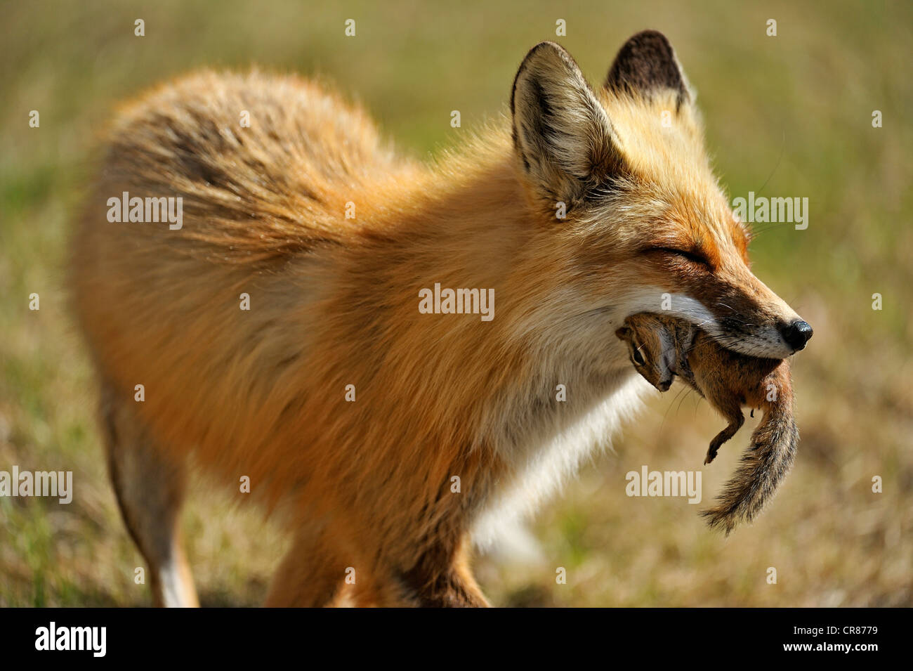 Rotfuchs (Vulpes Vulpes) mit Nagetier Beute Greater Sudbury, Ontario, Kanada Stockfoto