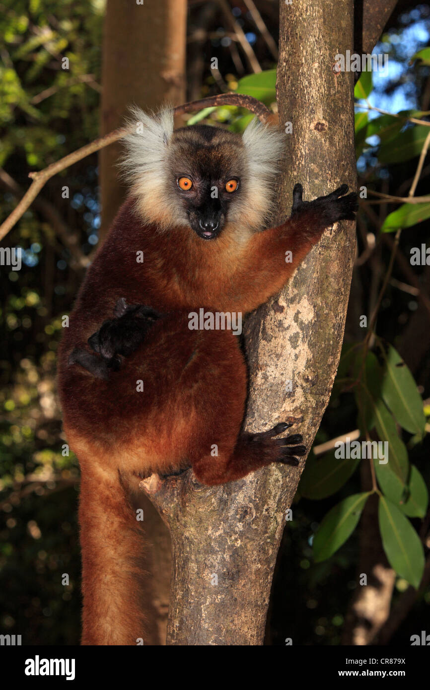 Black Lemur (Eulemur Macaco), Weibchen mit jungen in einem Baum, Nosy Komba, Madagaskar, Afrika Stockfoto