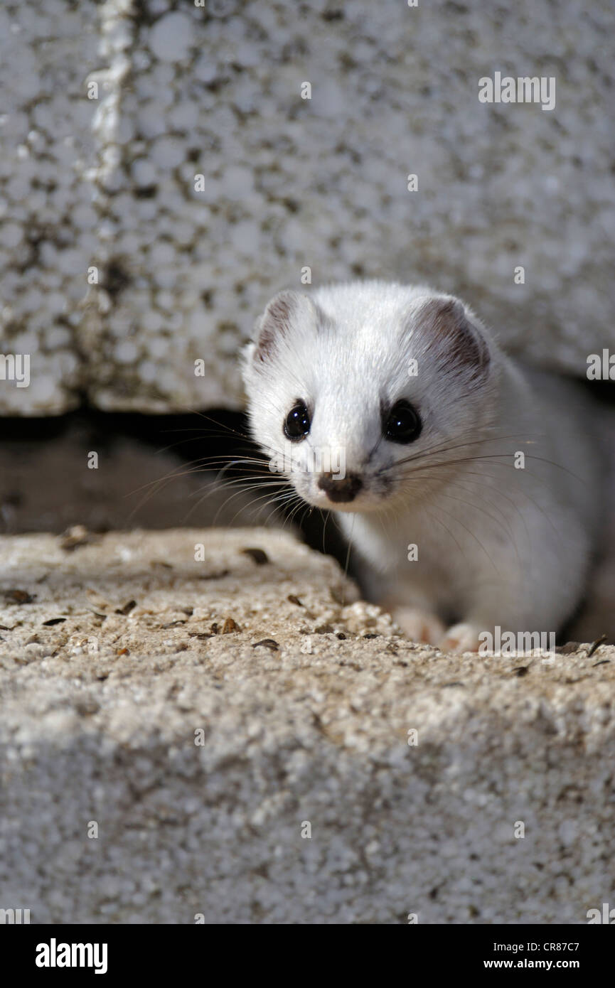 Kurzschwanz-Wiesel (Mustela Erminea) versteckt unter einem Wohn Deck, Greater Sudbury, Ontario, Kanada Stockfoto