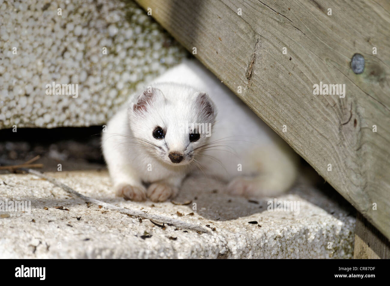 Kurzschwanz-Wiesel (Mustela Erminea) versteckt unter einem Wohn Deck, Greater Sudbury, Ontario, Kanada Stockfoto