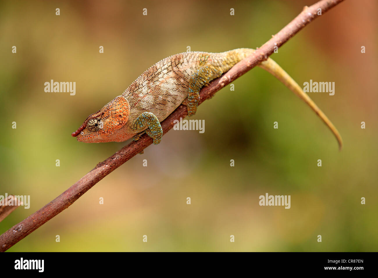 Kurz-gehörnte Chamäleon (Calumma Brevicorne), Männlich, Nahrungssuche, Madagaskar, Afrika Stockfoto