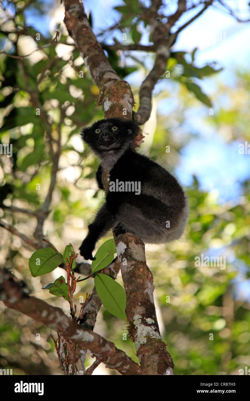 Indri oder Babakoto (Indri Indri), Juvenile, Perinet Reservat, Andasibe, Madagaskar, Afrika Stockfoto