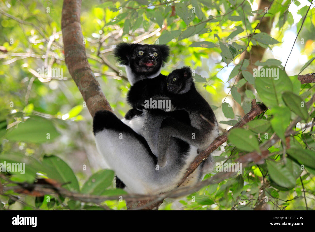 Indri oder Babakoto (Indri Indri), Mutter mit jungen, Perinet Reservat, Andasibe, Madagaskar, Afrika Stockfoto