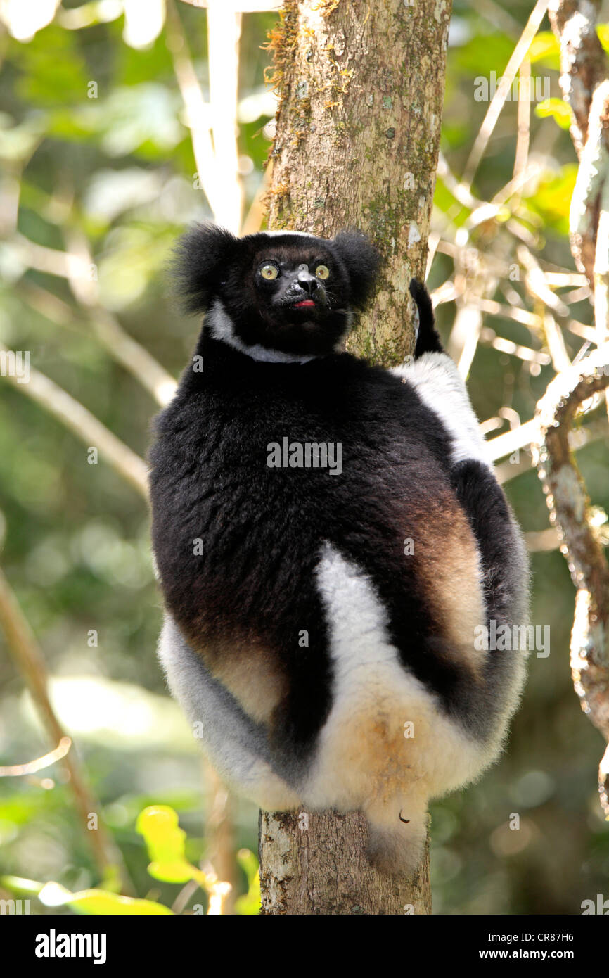 Indri oder Babakoto (Indri Indri), Perinet Reservat, Andasibe, Madagaskar, Afrika Stockfoto