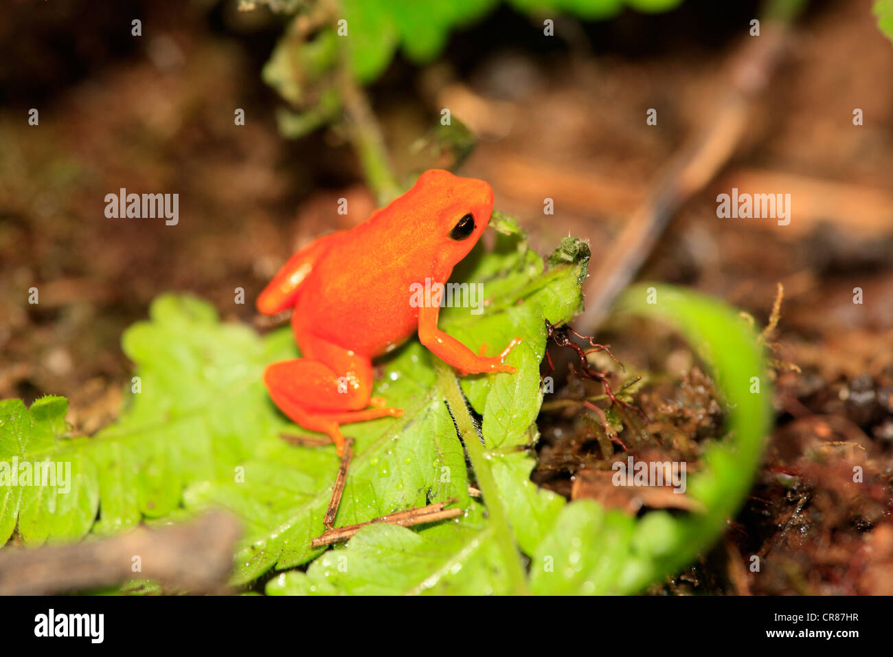 Golden Mantella Frog (Mantella Aurantiaca), Nahrungssuche, Madagaskar, Afrika Stockfoto