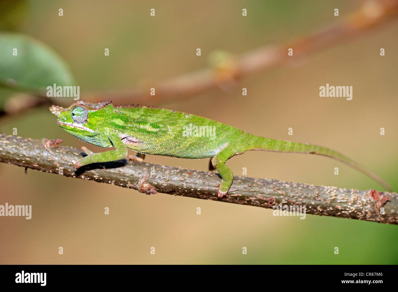 Große Nase Chamäleon (Calumma Nasutum), Weiblich, Nahrungssuche, Madagaskar, Afrika Stockfoto