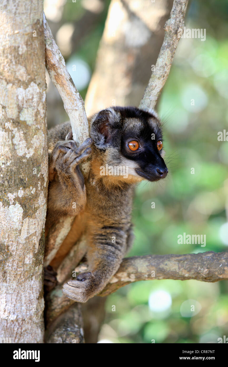 Braune Lemur (Eulemur Fulvus), Andasibe Reservat, Perinet Reservat, Madagaskar, Afrika Stockfoto