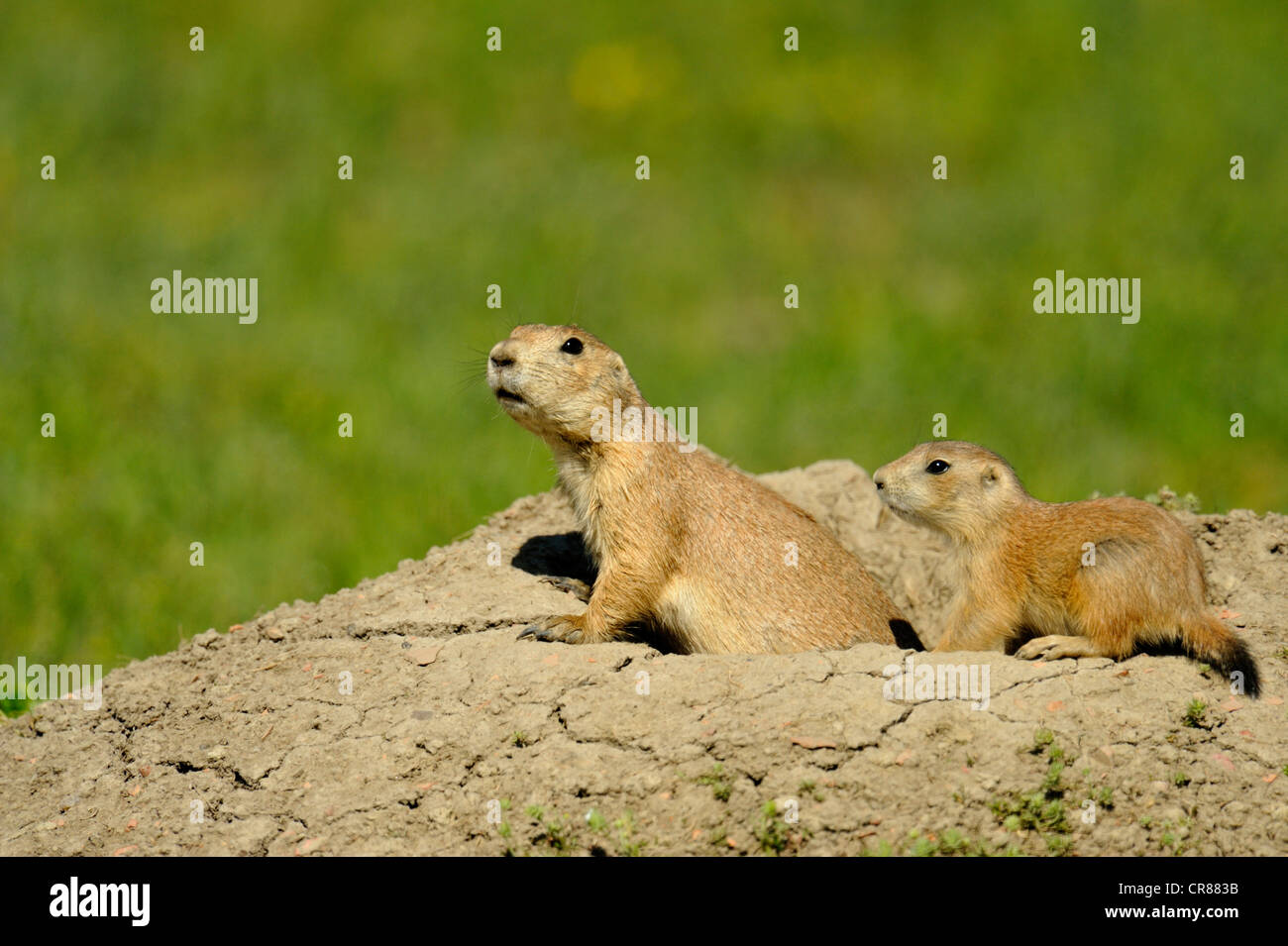 Schwarz-angebundene Präriehund (Cynomys sich), Theodore-Roosevelt-Nationalpark, North Dakota, USA Stockfoto