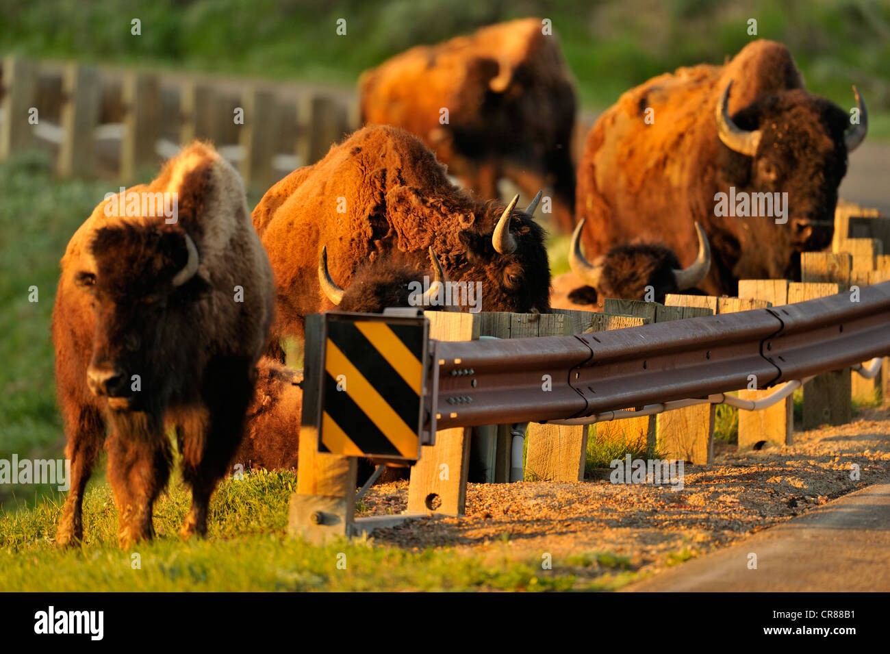 Amerikanische Bisons (Bison Bison) Weiden Herde im zeitigen Frühjahr, Theodore-Roosevelt-Nationalpark (South Unit), North Dakota, USA Stockfoto