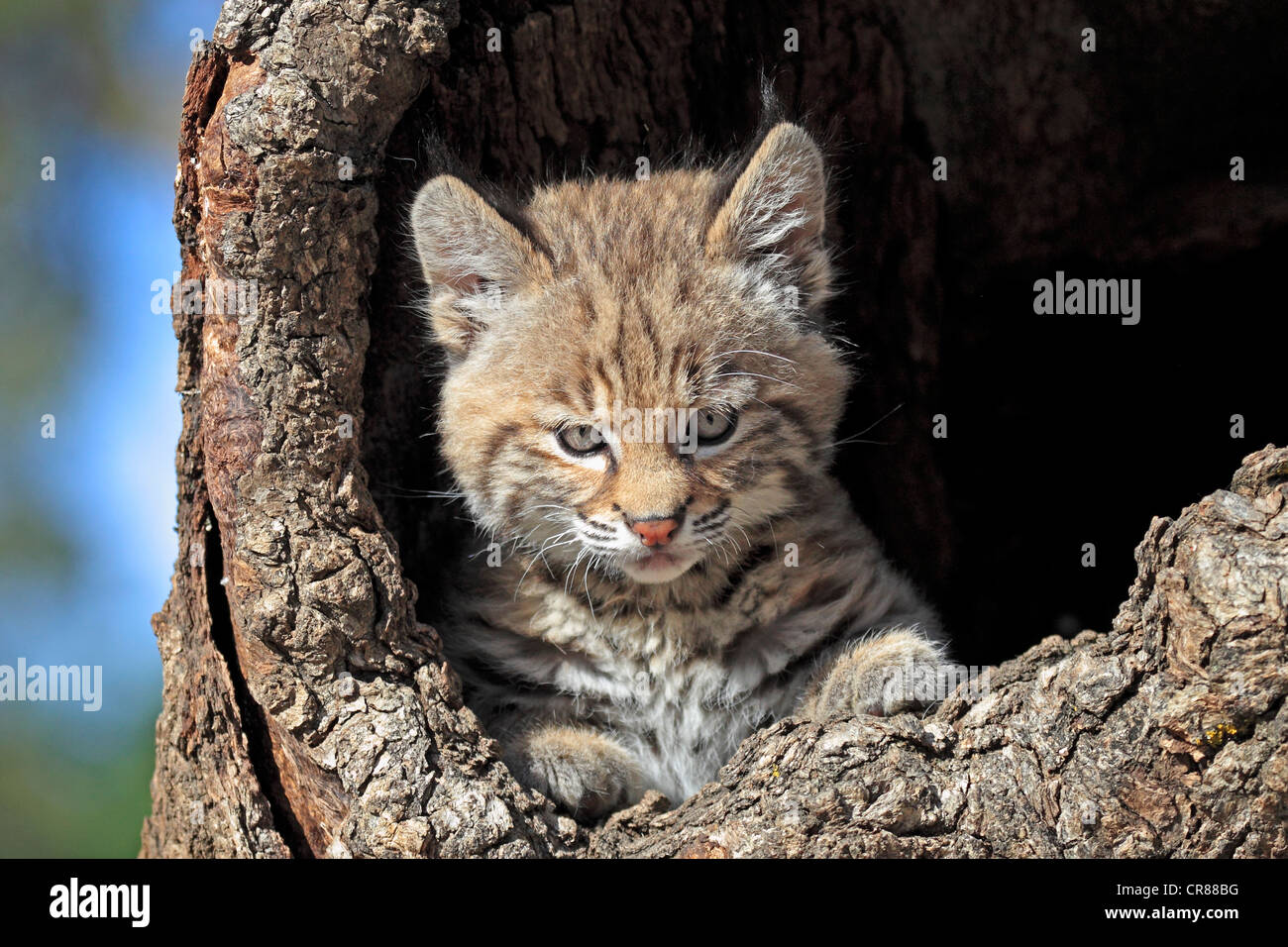 Rotluchs (Lynx Rufus), Kätzchen, acht Wochen, Porträt, Höhle, Baumstamm, Montana, USA, Nordamerika Stockfoto
