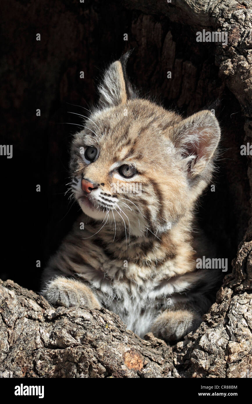 Rotluchs (Lynx Rufus), Kätzchen, acht Wochen, Porträt, Höhle, Baumstamm, Montana, USA, Nordamerika Stockfoto