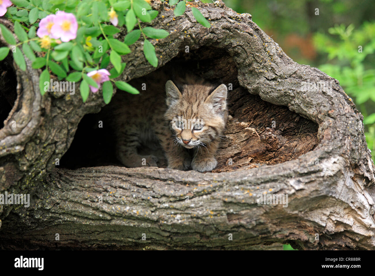 Rotluchs (Lynx Rufus), Kätzchen, acht Wochen, Höhle, Baumstamm, Montana, USA, Nordamerika Stockfoto