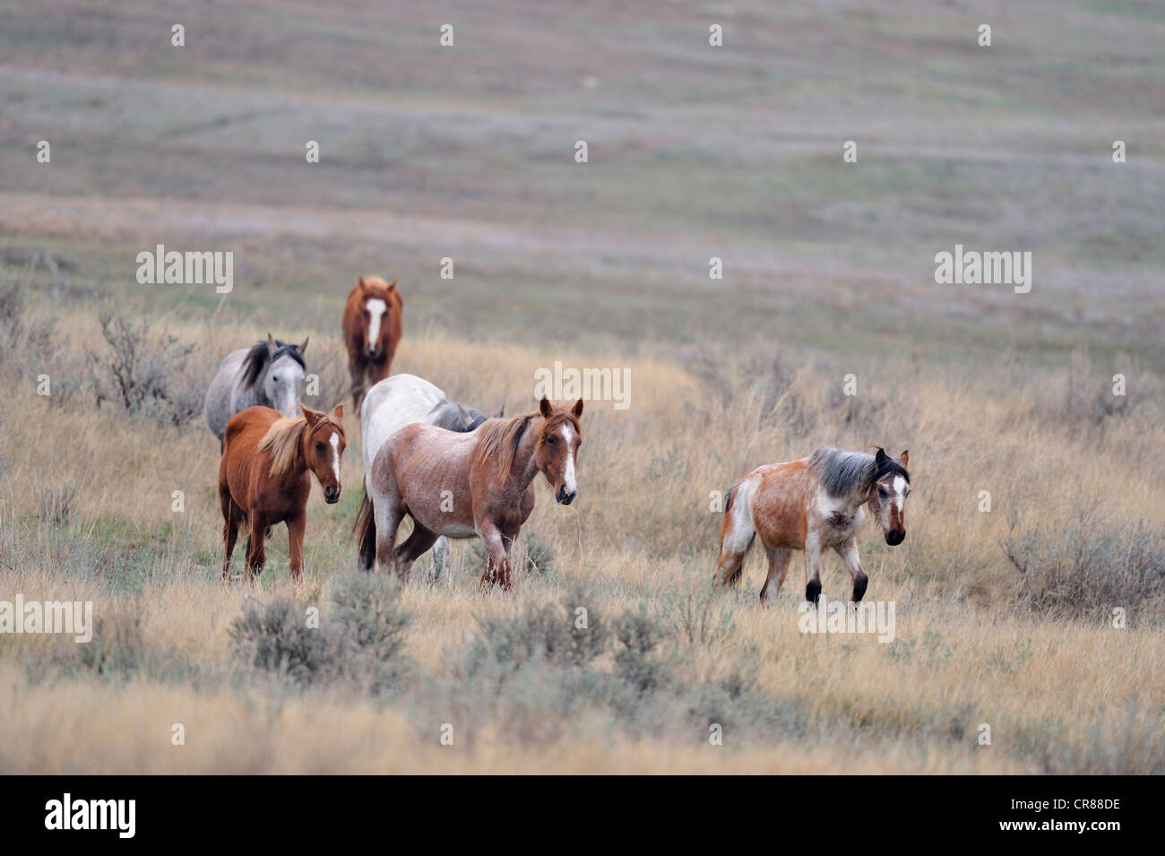 (Wilde) Wildpferd (Equus Caballus) Theodore Roosevelt Nationalpark (South Unit), North Dakota, USA Stockfoto