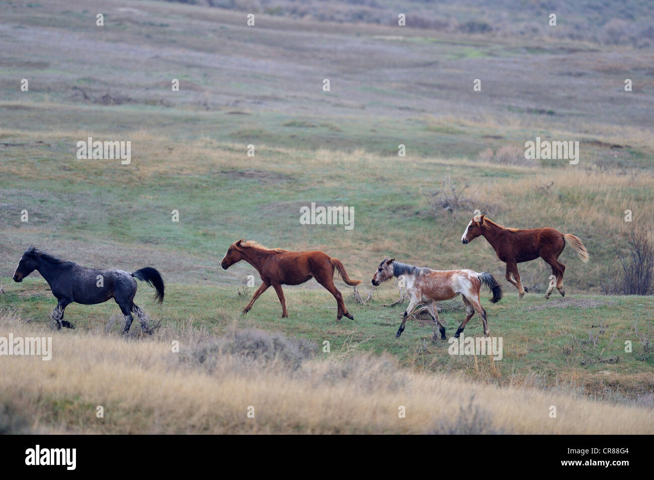 (Wilde) Wildpferd (Equus Caballus) Theodore Roosevelt Nationalpark (South Unit), North Dakota, USA Stockfoto
