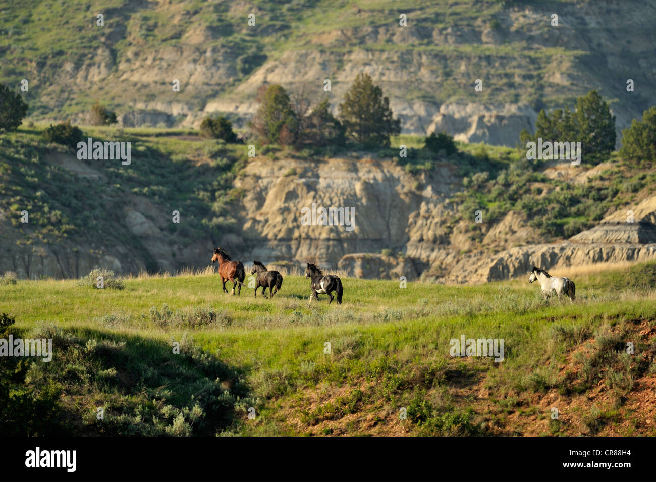 (Wilde) Wildpferd (Equus Caballus) Theodore Roosevelt Nationalpark (South Unit), North Dakota, USA Stockfoto