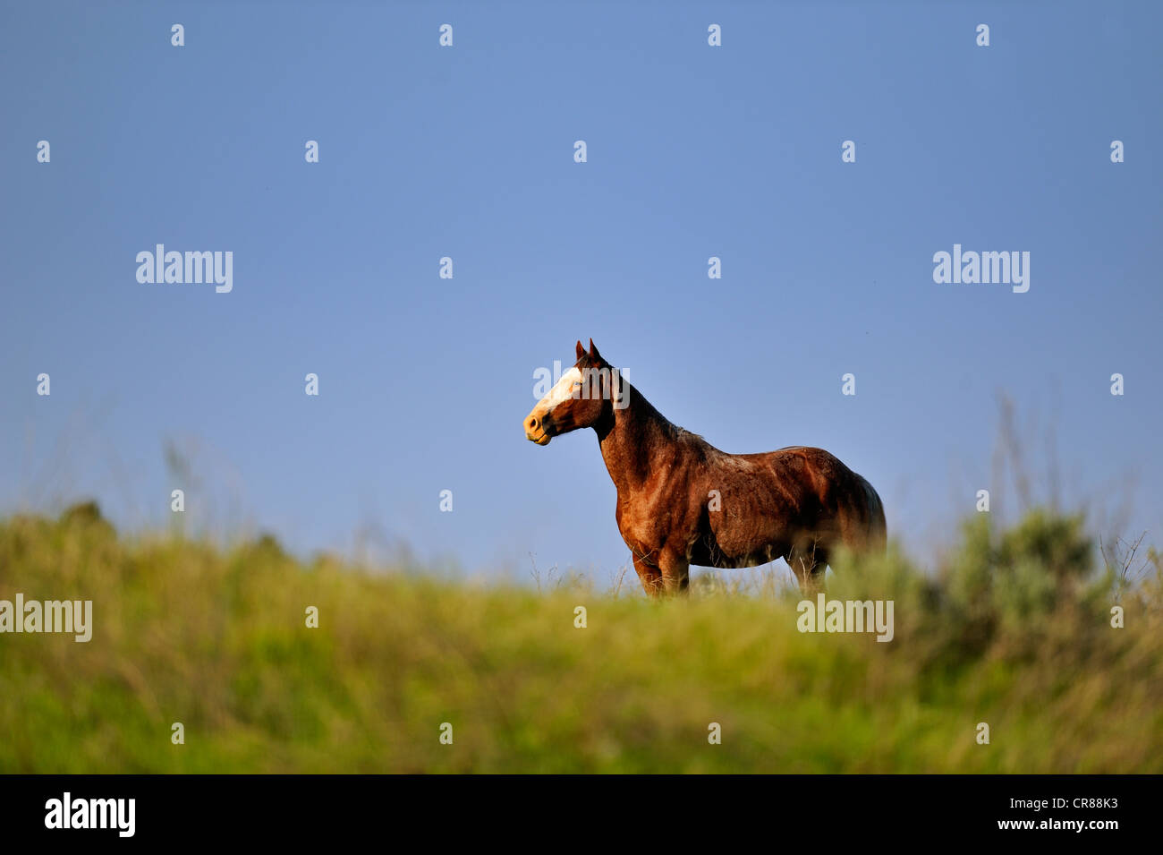 (Wilde) Wildpferd (Equus Caballus) Theodore Roosevelt Nationalpark (South Unit), North Dakota, USA Stockfoto
