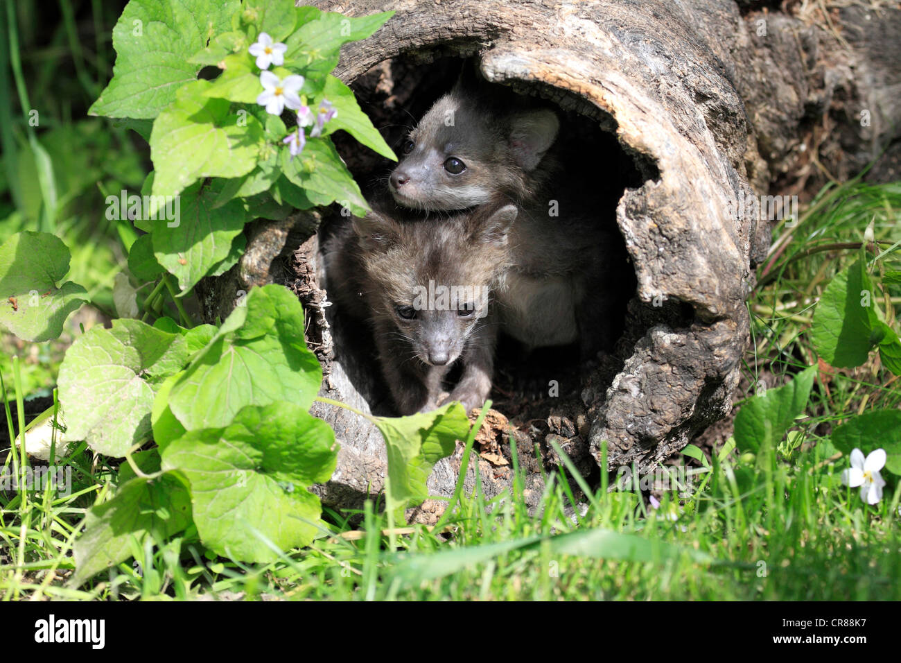 Grauer Fuchs (Urocyon Cinereoargenteus), zwei Kits, neun Wochen alt, aus einem Baumstamm, Montana, USA, Nordamerika Stockfoto