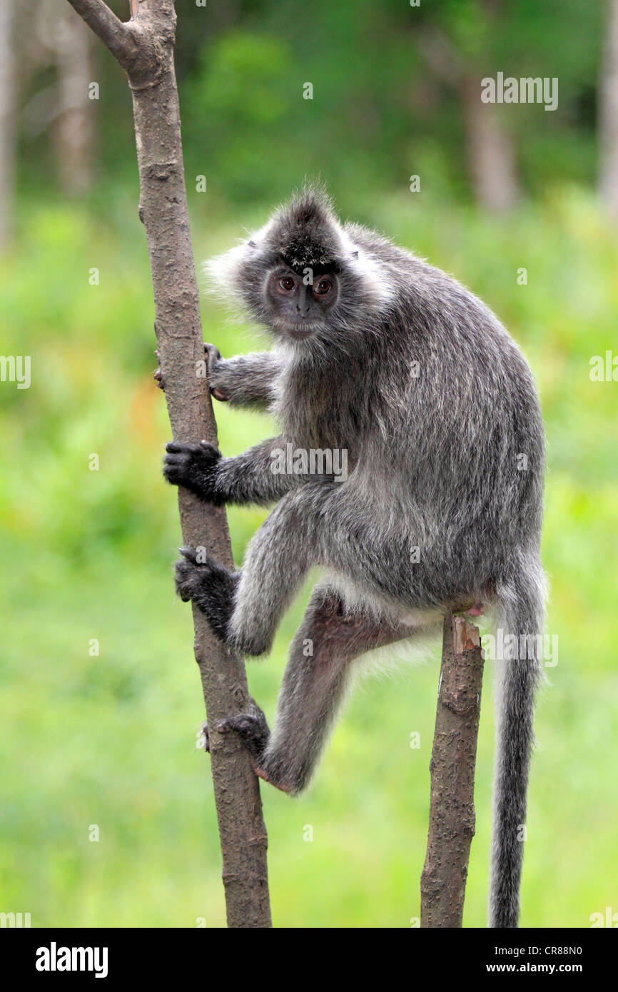 Silbrig Gruppen, Silvered Blatt Affen oder silbrig Languren (Trachypithecus Cristatus), Klettern, Baum, Labuk Bay, Sabah, Borneo Stockfoto