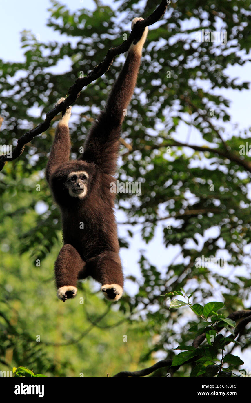 Lar oder White-handed Gibbon (Hylobates Lar), Baum, Singapur, Asien Stockfoto