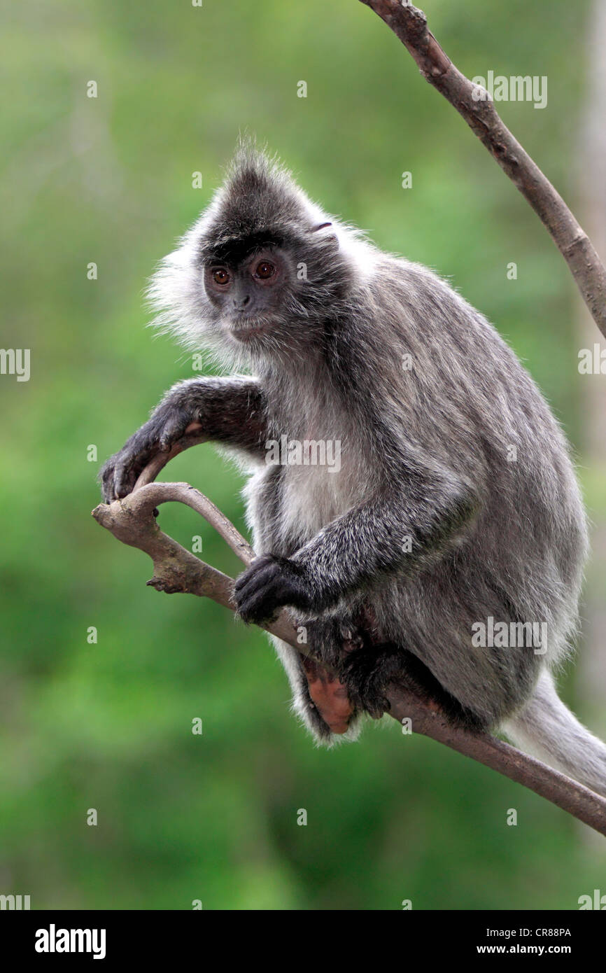 Silbrig Gruppen, Silvered Blatt Affen oder silbrig Languren (Trachypithecus Cristatus), Labuk Bay, Sabah, Borneo, Malaysia, Asien Stockfoto