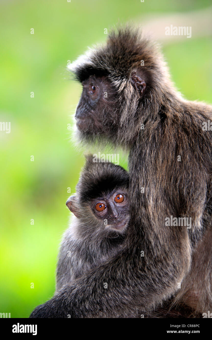 Silbrig Gruppen, Silvered Blatt Affen oder silbrig Languren (Trachypithecus Cristatus), Mutter mit jungen, Labuk Bay, Sabah, Borneo Stockfoto